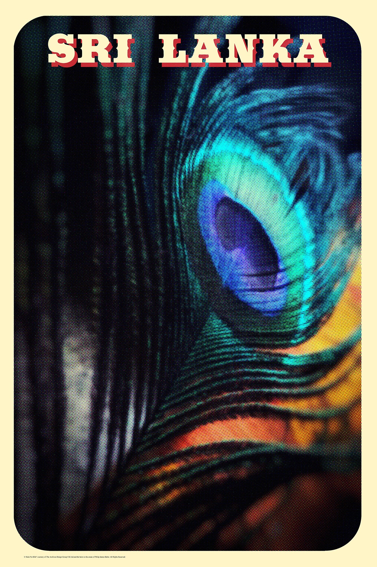 Peacock Feather, Sri Lanka. [Indian Blue Peafowl]