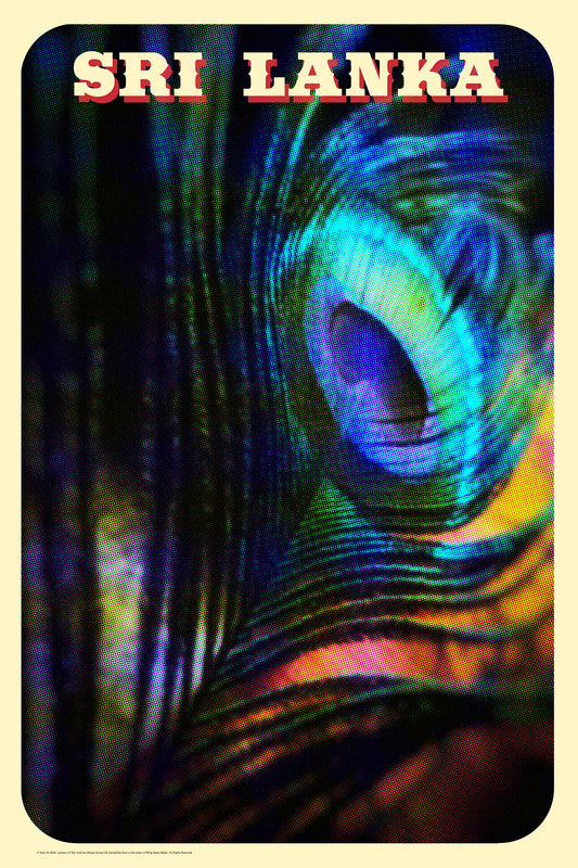 Peacock Feather, Sri Lanka. [Indian Blue Peafowl]