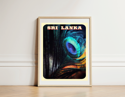 Peacock Feather, Sri Lanka. [Indian Blue Peafowl]